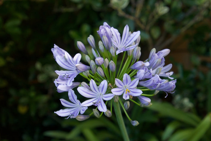 Anleitung zum Pflanzen: Wie man die Agapanthus (Afrikanische Schmucklilie) anbaut