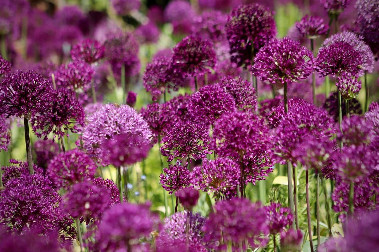 Allium Atropurpureum Zierlauch - 3 Blumenzwiebeln Gr. 6/7, Bienenfreundlich & Winterhart
