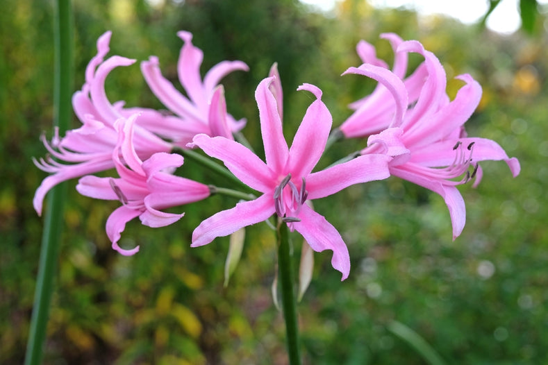Anleitung zum Anpflanzen: Wie man Amarine anpflanzt