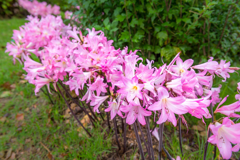 Anleitung zum Anpflanzen: Amaryllis Belladonna (Belladonnalilie, Echte Amaryllis)