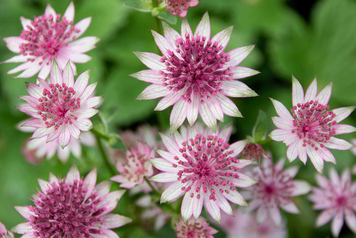 Anleitungen zum Pflanzen: Astrantia (Sterndolde) pflanzen