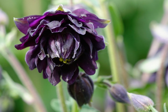Anleitung zum Anpflanzen: Wie man Akeleien (Aquilegia) anbaut