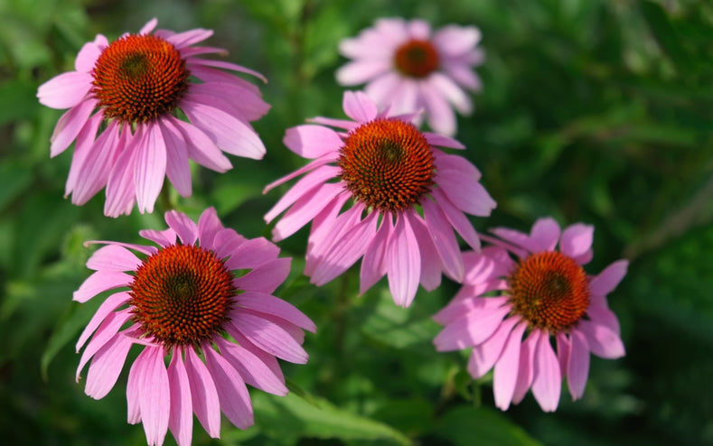 Anleitung zum Wachsen: Wie man Echinacea (Sonnenhüte) anbaut