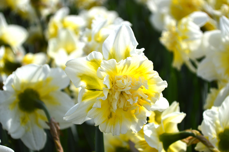 Narzissen: prächtige Frühlingsboten