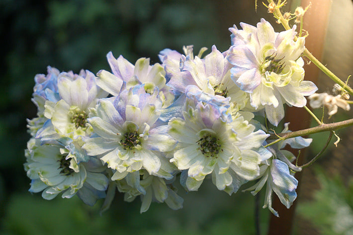 Anleitung zum Anpflanzen: Wie man Rittersporn (Delphinium) anpflanzt