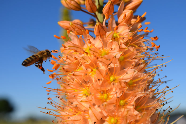Pflanzhinweise: So pflanzen Sie Steppenkerzen (Eremurus)