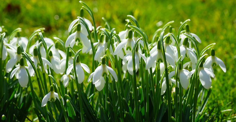 Pflanzhinweise: So pflanzen Sie Schneeglöckchen (Galanthus)