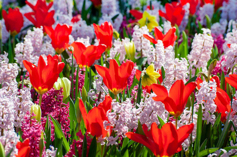 Die 10 besten Bodendecker im Frühjahr