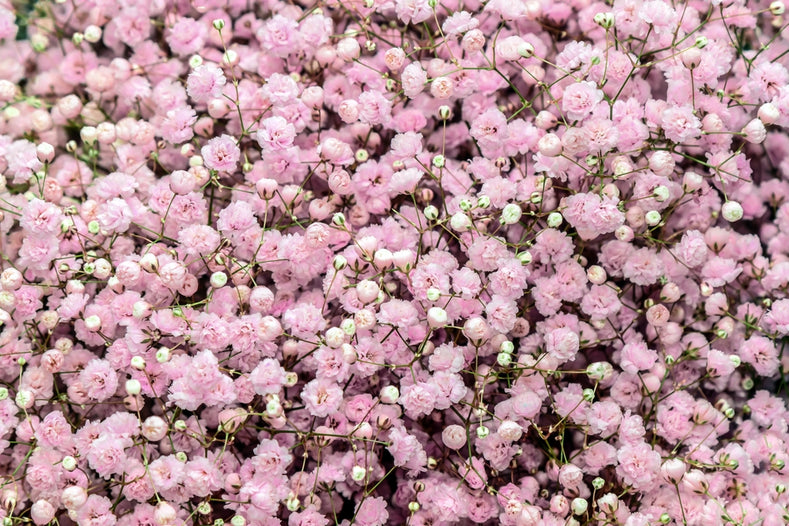 Anleitung zum Anpflanzen: Gypsophila (Gipskräuter) anpflanzen