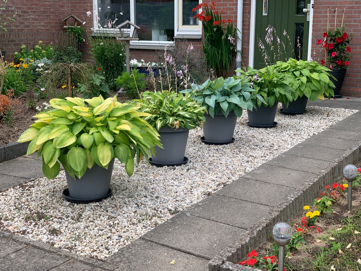 Anleitung zum Anpflanzen: Wie man Hosta anbaut