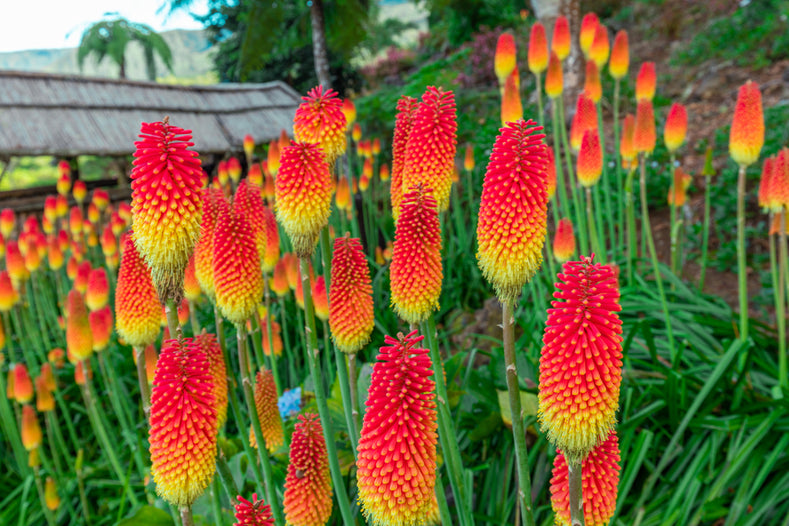 Anleitung zum Wachsen: Wie man Fackellilien (Kniphofia) anpflanzt