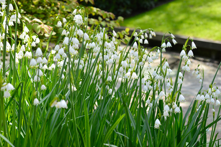 Pflanzhinweise: So pflanzen Sie Leucojum „Gravetye Giant“ (Sommer-Knotenblume)