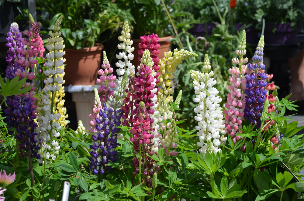 Anleitung zum Anpflanzen Lupine (Lupinus) anpflanzen