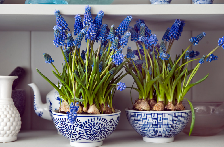 Pflanzhinweise: So pflanzen Sie Traubenhyazinthen (Muscari)