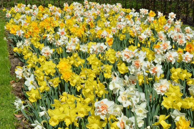 Narzissen im Gras verwildern lassen