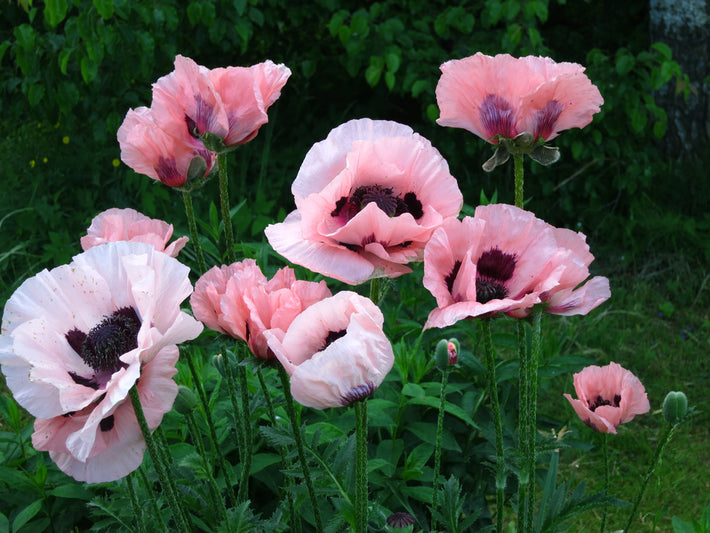 Anleitung zum Anpflanzen: Wie man Papaver (Orientalischer Mohn) anpflanzt