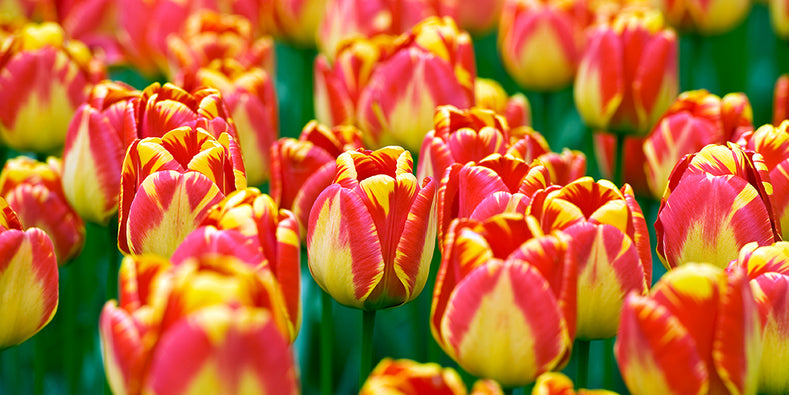 Eine einfache Anleitung, um aus Tulpenzwiebeln wunderschöne Tulpen zu ziehen