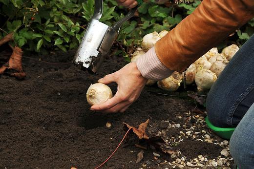 So pflanze ich Blumenzwiebeln in meinem Garten