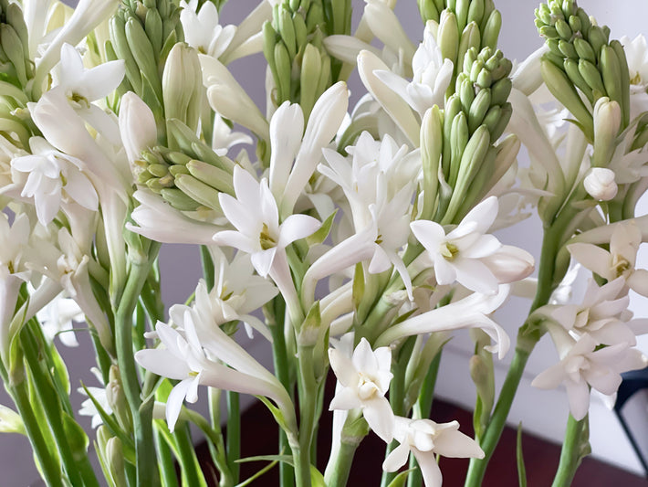 Anleitung zum Anpflanzen: Wie man Tuberose (Polianthes) anpflanzt