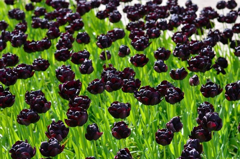 Schwarze Tulpen