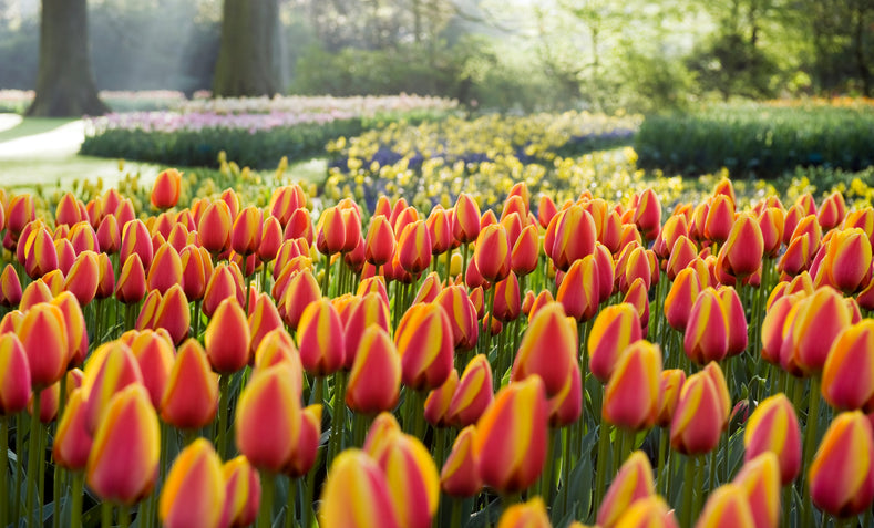 Darwin-Hybridtulpen – beeindruckend und wunderschön