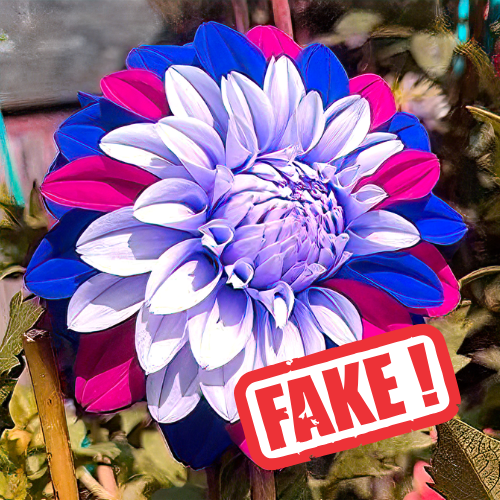 Warum Sie bei DutchGrown nie eine KI- generierte Blume sehen werden