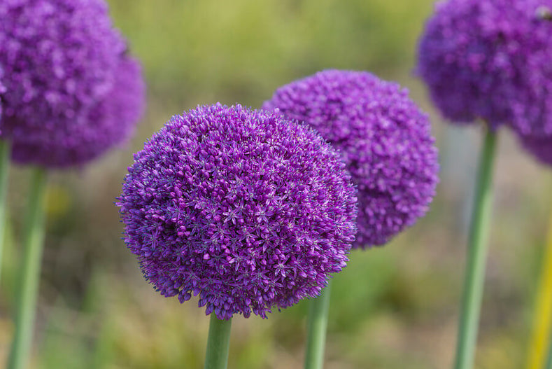 Zierlauch, Allium pflanzen und pflegen