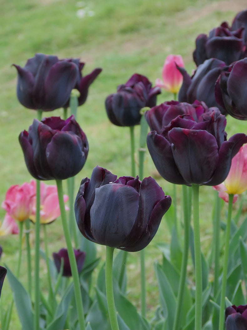 Schwarze Tulpen | DutchGrown