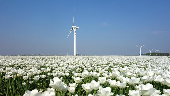 Wann ist Tulpenzeit?