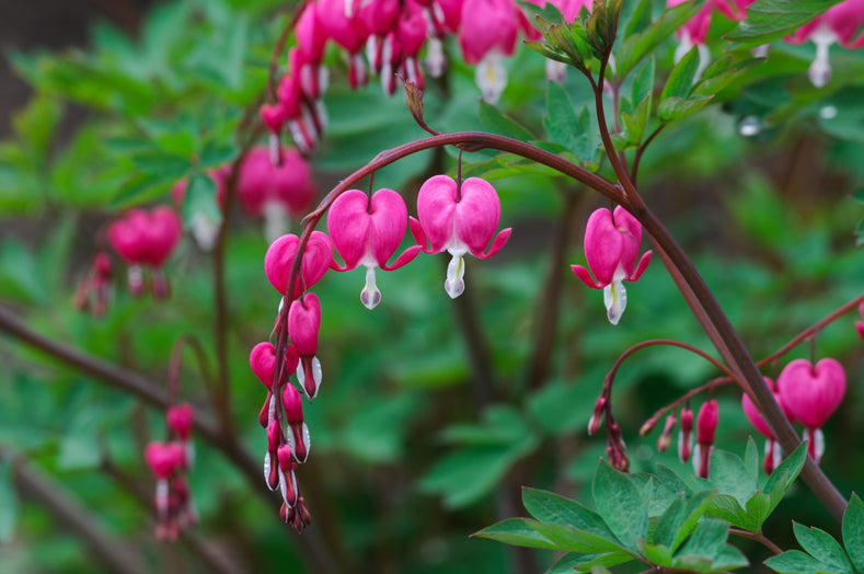 Anleitung zum Anpflanzen: Wie man Dicentras anbaut