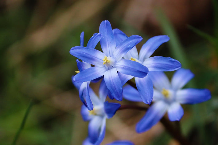 Alles Wissenswerte zu Schneeglanz (Chionodoxa)