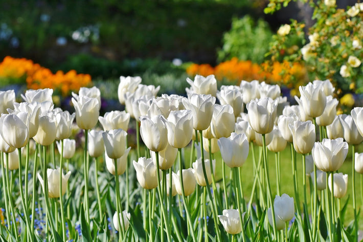 Sind Tulpen giftig für Katzen und Hunde?