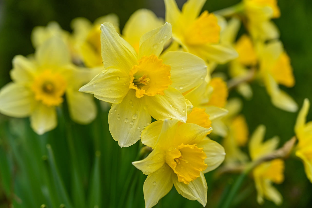 Frhlingsblumen: So legen Sie einen Narzissengarten an