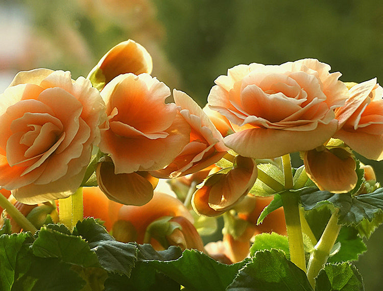 Begonia Begonienknollen kaufen DutchGrown™