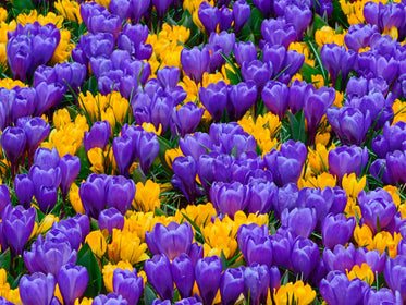 Krokusse Tulpenzwiebeln