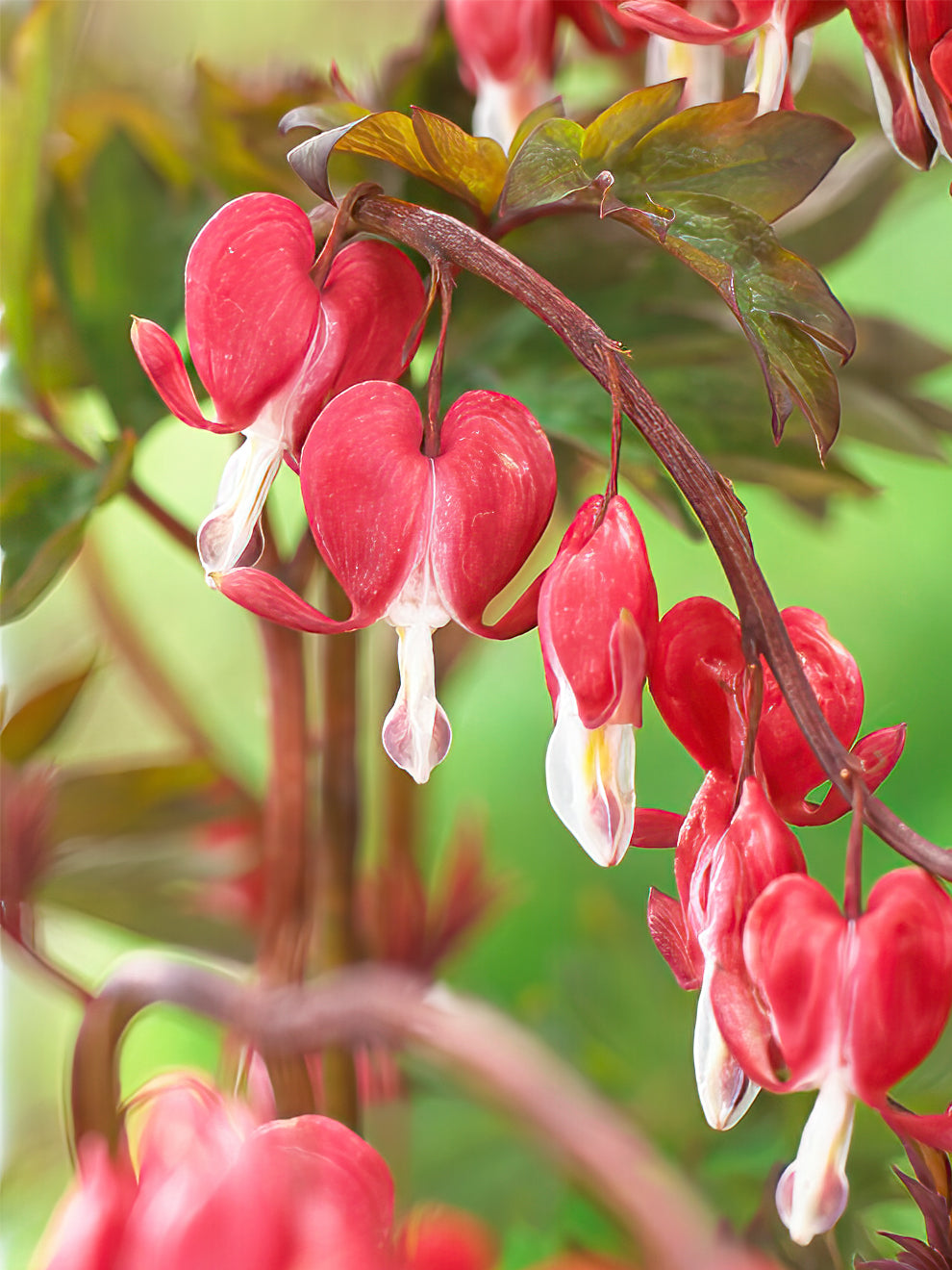 Herzblume Dicentra Tränende Herz online bestellen