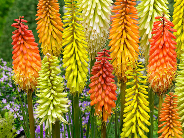 Fackellilien (Kniphofia) Dahlien