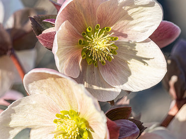 Helleborus (Christrose) Dahlien
