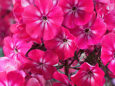 Flammenblume (Phlox) Dahlien