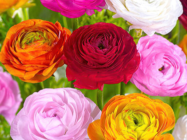 Ranunkeln Tulpenzwiebeln