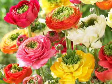 Ranunkeln Tulpenzwiebeln