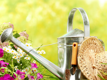 Alle Sommerblüher Dahlien