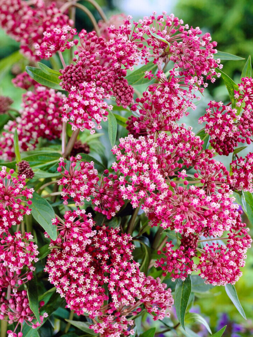 Asclepias (Seidenpflanze) Asclepias Stauden im DutchGrown® Shop