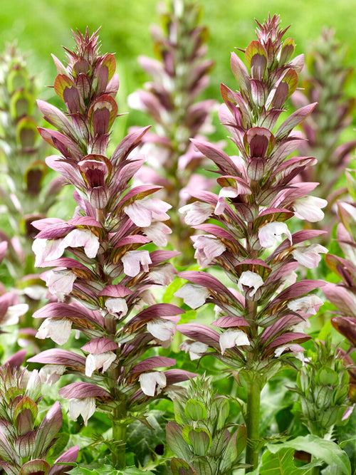 Acanthus hungaricus White Lips (Bärenklau)