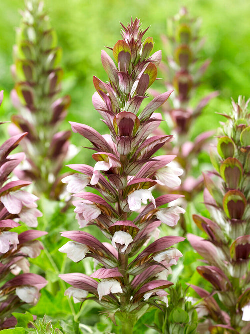 Acanthus hungaricus White Lips (Bärenklau)