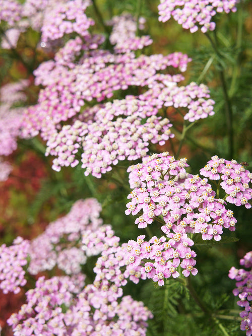 Achillea Ending Blue (Schafgarbe) Stauden