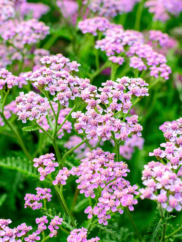 Achillea Ending Blue (Schafgarbe)