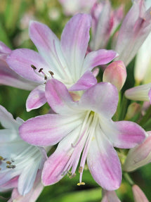 Agapanthus Blush Pink (Schmucklilie)