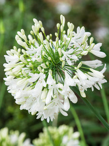 Agapanthus (Schmucklilie) Weiß
