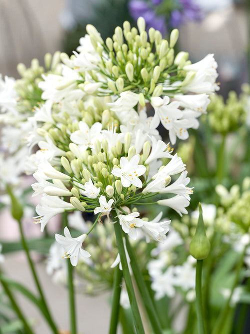 Agapanthus Weiss, Schmucklilie bestellen